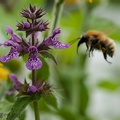 20120815_Chartres_279.jpg