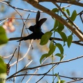 Beija flor tesoura (ciseaux)