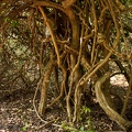 Enlacement
