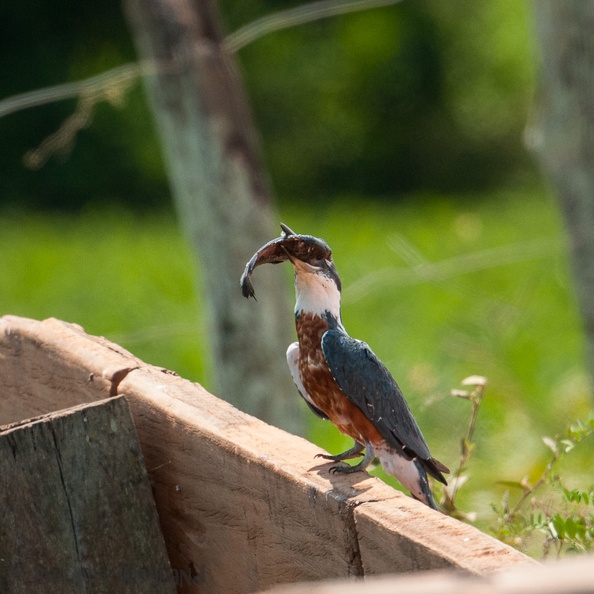 20141003_Pantanal_143.jpg