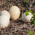 Oeufs d'ema